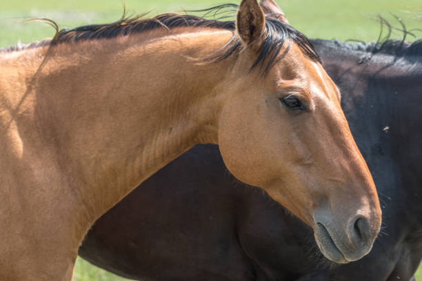istock A brown horse side faceshot with background blur 1267044247