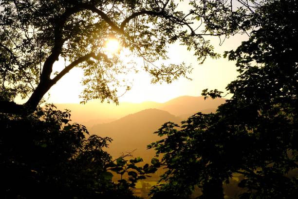 The Dee valley through the trees at dusk Castle Dinas Bran sunset, Llangollen, through the trees. silhouette of a sycamore tree stock pictures, royalty-free photos & images