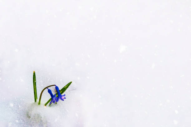 istock flower growing in snow in early spring garden 1267045610