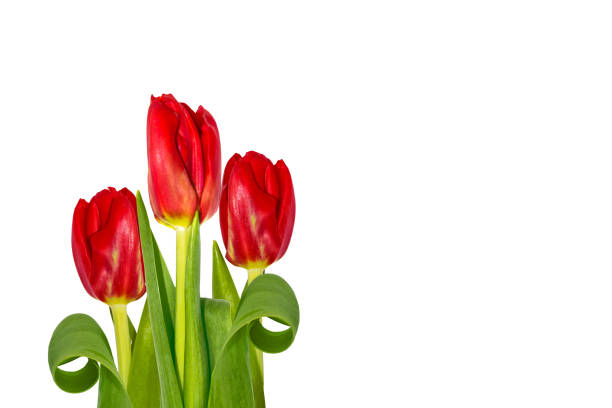 istock flowers tulips isolated on white background. 1267045611