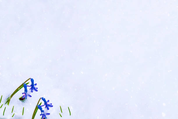 istock flower growing in snow in early spring garden 1267045618