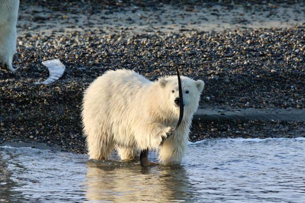 istock Polar Bears, Kaktovik, Barter Island, Alaska 1267046402