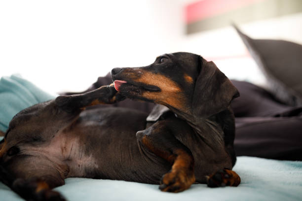 Dachshund licking its paw Dachshund feeling comfortable at home animal foot photos stock pictures, royalty-free photos & images