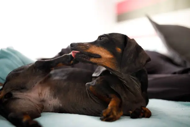 Dachshund feeling comfortable at home