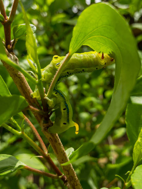 istock A beautiful green caterpillar 1267048895