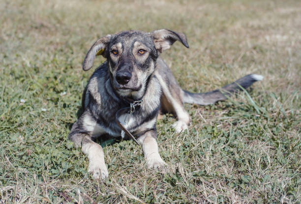 istock A beautiful gray mongrel dog with sad and devoted eyes. A dog with a chip tag in its ear. 1267051423