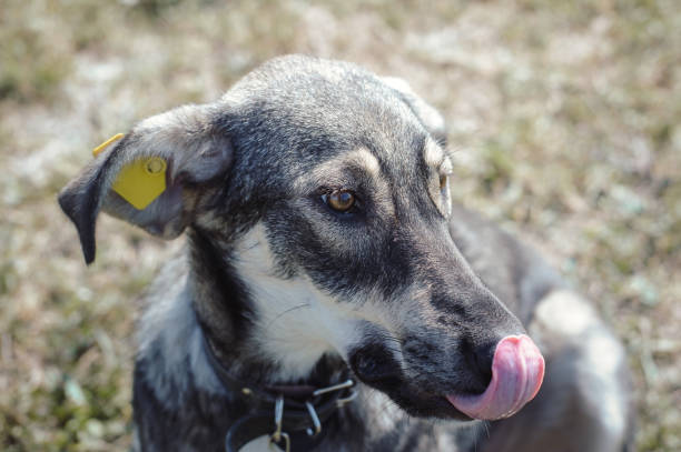istock A beautiful gray mongrel dog with sad and devoted eyes. A dog with a chip tag in its ear. 1267051435
