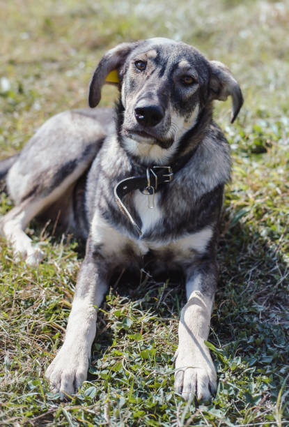 istock A beautiful gray mongrel dog with sad and devoted eyes. A dog with a chip tag in its ear. 1267051445