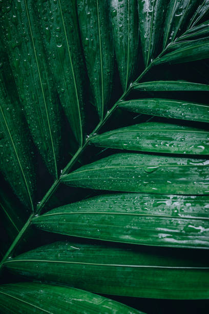istock abstract green leaf texture, nature background, tropical leaf 1267051514