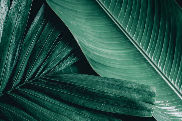 istock abstract green leaf texture, nature background, tropical leaf 1267051522
