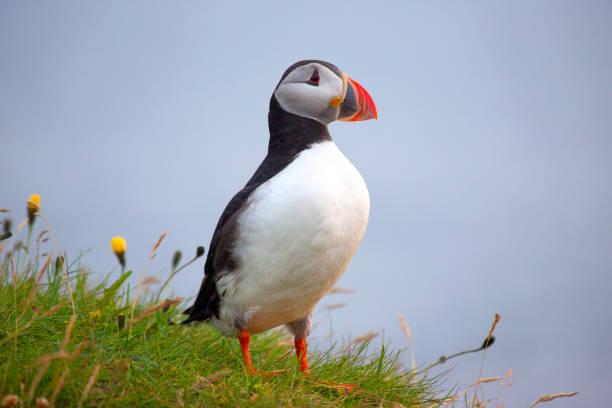 istock paffin bird on the grass in Iceland 1267052082