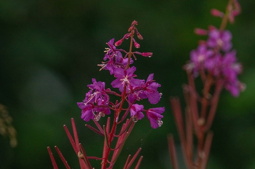 Wild fireweed in wet environment