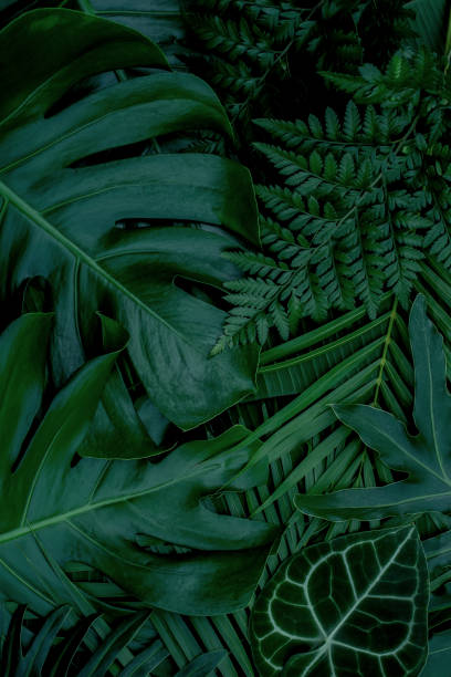 istock abstract green leaf texture, tropical leaf foliage nature dark green background 1267052308