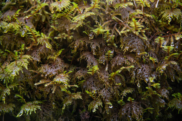 Forest vegetation in rain