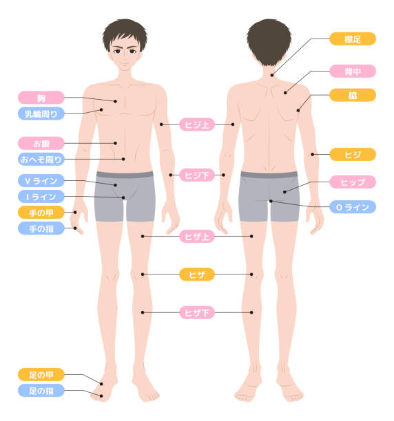 ilustrações de stock, clip art, desenhos animados e ícones de illustration of hair removal area.whole body - dieting front view vertical lifestyles