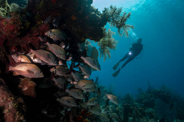 Caribbean marine life and diver View of the stunning Caribbean coral reef with the Caesar grunt (Haemulon carbonarium) and a female diver in Cayman Brac, Cayman Islands grunt fish stock pictures, royalty-free photos & images