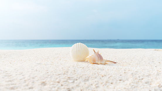 Stock photo showing close-up view of red, heart-shaped sunglasses besides a pile of seashells on a sunny, golden sandy beach with sea at low tide in the background.