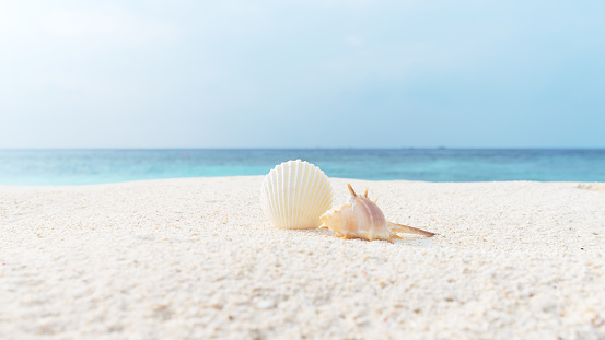 Seashell on the beach. Seascape background of empty sand beach, seashell, and blue ocean waves. Summer, vacation concept, copy space for the text