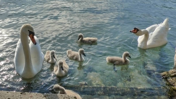 istock Swan family in the water 1267054249