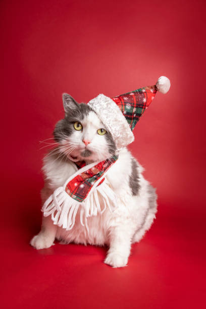 istock Big White Cat in Christmas Hat and Scarf 1267054942
