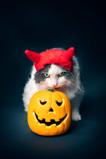 istock Hallowee Cat in Costume With Pumpkin 1267055013