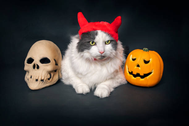 istock Cat in Costume With Skull and Pumpkin 1267055064