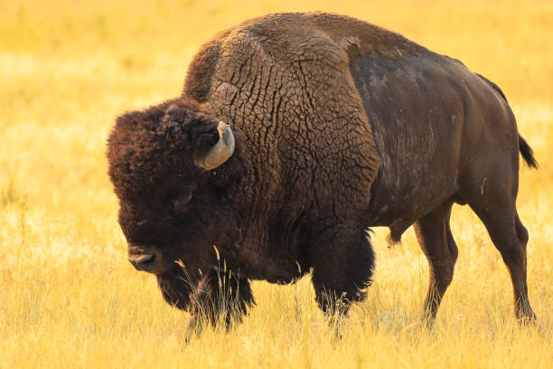 istock Male bison in Yellowstone National Park 1267058618