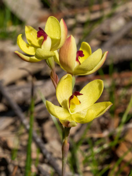 Delicate yellow and red flower rabbit ears sun orchid (thelymitra antennifera) también llamada orquídea solar con orejas de conejo, orquídea solar con aroma a limón o orquídea de vainilla es una especie de orquídea que es nativa de australia occidental, australia meridional y vict