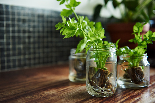 Shot of plants growing in glass jars on a table at home