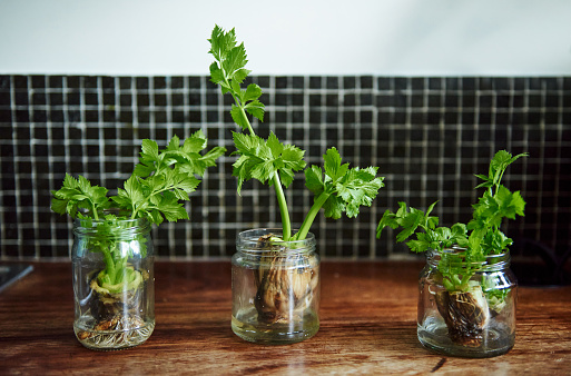 Shot of plants growing in glass jars on a table at home