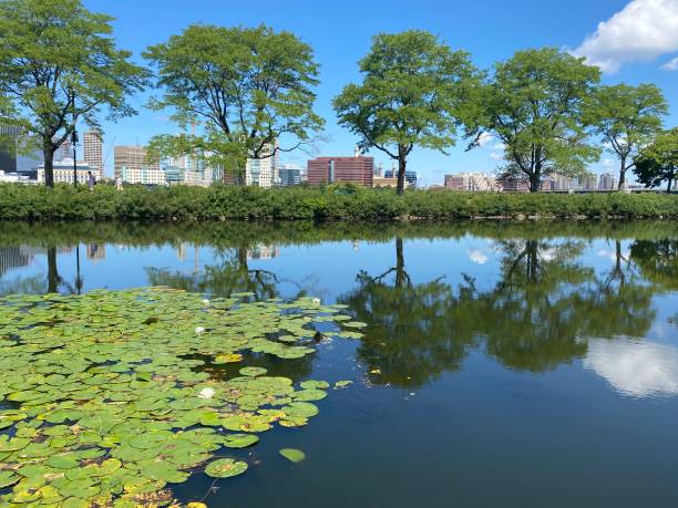 istock Lotus Flower and Lily Pads on River in Boston 1267066908