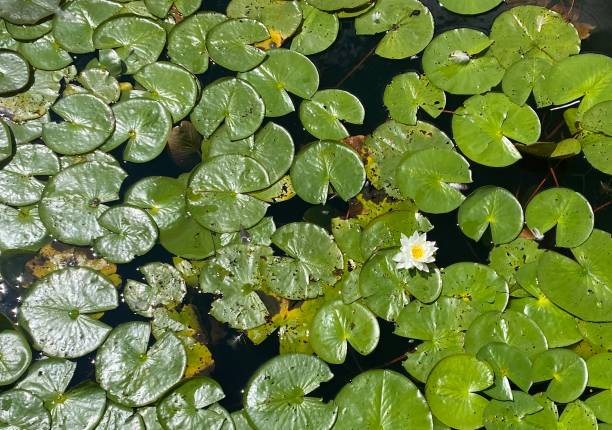 istock Lotus Flower and Lily Pads on River in Boston 1267066927