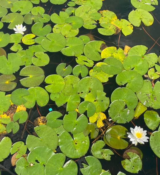 istock Lotus Flower and Lily Pads on River in Boston 1267066928