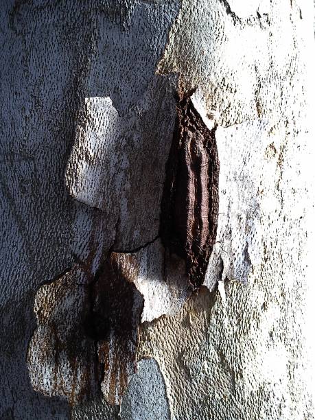 Damaged surface of a plane tree trunk. Ulceration on the cortex caused by disease, virus, or rotting after breaking off a branch or after a deep cut with a knife. Hollow formation in the trunk.