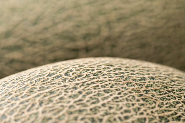 Small whole melon on a gray background, horizontal format
