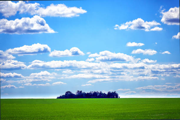 un campo verde y un pequeño bosque contra un cielo nublado en clima soleado - winter wheat fotografías e imágenes de stock