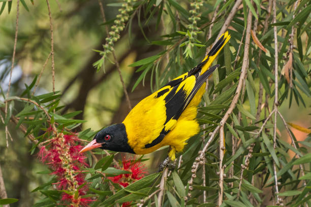 Black-hooded oriole (Oriolus xanthornus)