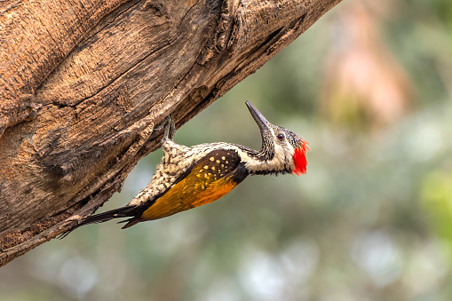 A beautiful Black-rumped flameback woodpecker (Dinopium benghalense) is searching food on the tree Stem in a green blurred forest background. West Bengal, India