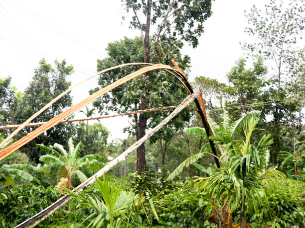 istock Areca nut tree broken into pieces and fallen on electric line by strong monsoon wind 1267076406