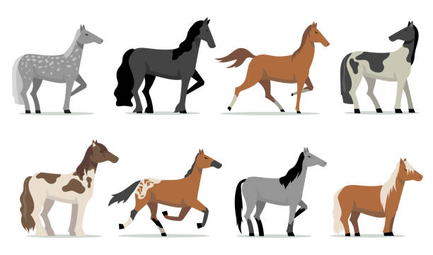 Stud horses set Stud horses set. Colorful breed racing stallions standing and running. Isolated flat vector illustrations for husbandry, horse breeding, business, pets concept horse color stock illustrations