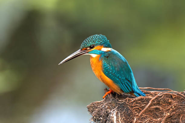 Common Kingfisher (Alcedo atthis) A Common Kingfisher (Alcedo atthis) waiting to hunt the fish in pond in a green blurred forest background at Keoladeo National Park, Bharatpur, Rajasthan, India endangered species stock pictures, royalty-free photos & images