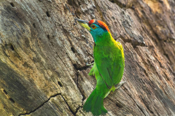 istock Blue-throated Barbet (Psilopogon asiaticus) 1267076592