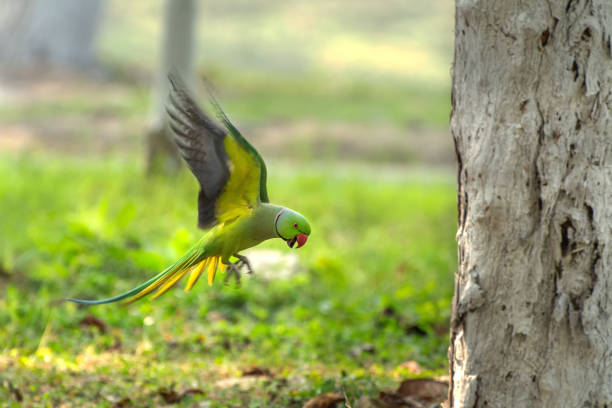 Rose-ringed parakeet or ring-necked parakeet (Psittacula krameri) A beautiful side view of a flying Rose-ringed parakeet or ring-necked parakeet (Psittacula krameri) in a green blurred background. Kolkata, West Bengal, India krameri stock pictures, royalty-free photos & images