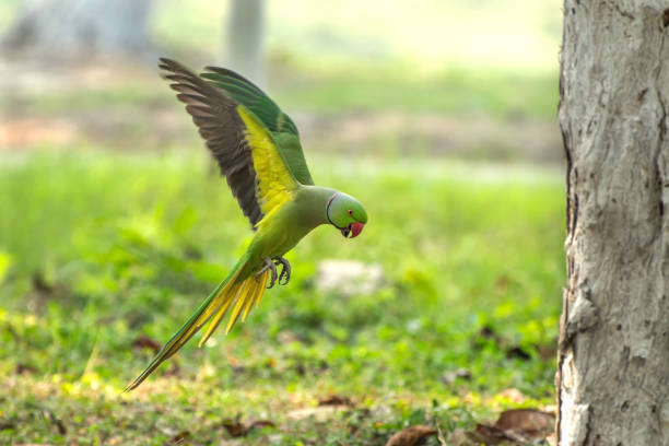 istock Rose-ringed parakeet or ring-necked parakeet (Psittacula krameri) 1267076745