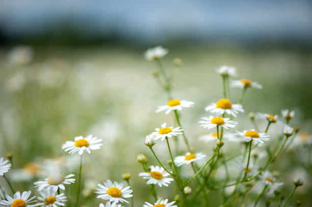 istock Daisies in the field, spring and summer theme, beautiful landscape 1267079947