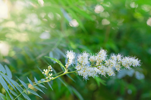 Meadowsweet (Filipendula ulmaria) blooms. Close up photo in sunbeams with bokeh. Beautiful natural floral background.