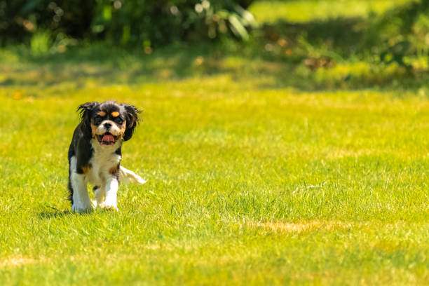 istock a cute puppy running on the lawn 1267086250