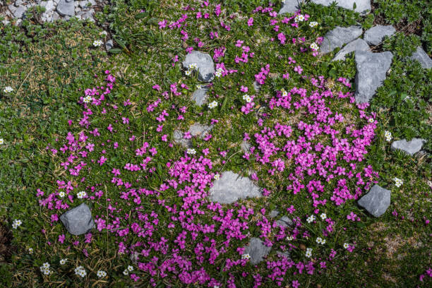 istock purple flowers between grass in the mountains 1267086352