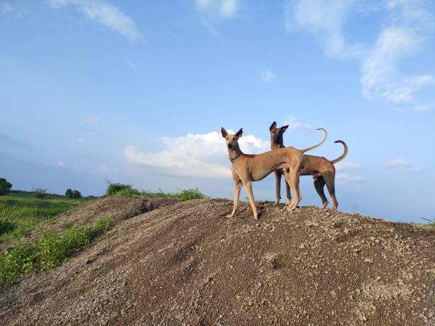 Kombai and kanni (chippiparai) dogs-Portrait against blue sky. Indian dog breeds landscape shot kombai and kanni dogs are prestigious dog breeds of India. Kombai is also known as Indian Pitbull and chippiparai(kanni) the sight houn of India kombai dog stock pictures, royalty-free photos & images