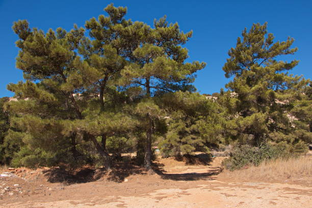 istock Pine tree on Karpathos in Greece,Europe 1267089500
